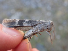 Oedipoda germanica germanica