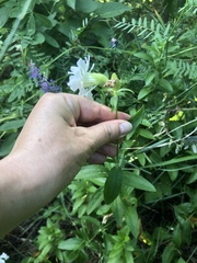 Saponaria officinalis