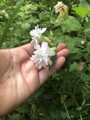 Saponaria officinalis