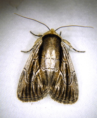Sympistis badistriga