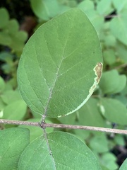 Aulagromyza cornigera