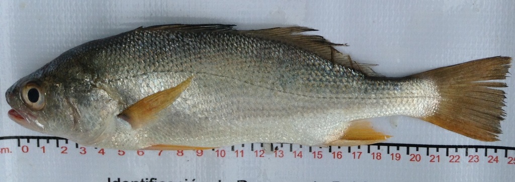 Silver Stardrum