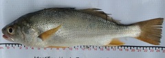 Stellifer illecebrosus