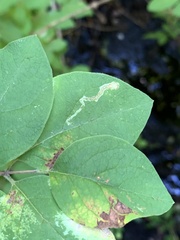 Aulagromyza cornigera