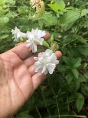 Saponaria officinalis