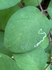 Aulagromyza cornigera