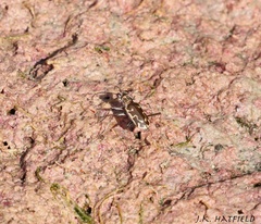 Ellipsoptera sperata inquisitor