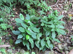 Paraphlomis javanica