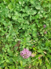 Trifolium pratense