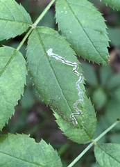 Stigmella rosaefoliella