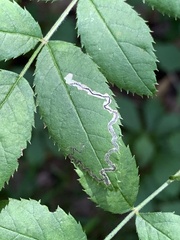 Stigmella rosaefoliella