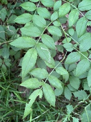 Stigmella rosaefoliella