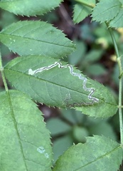 Stigmella rosaefoliella
