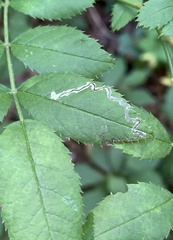 Stigmella rosaefoliella