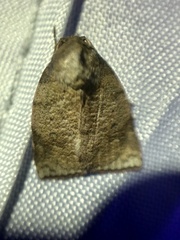 Beara tortriciformis