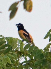 Icterus spurius fuertesi