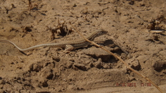 Acanthodactylus boskianus