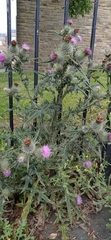 Cirsium vulgare