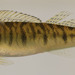 Percina bimaculata - Photo (c) sercfisheries, μερικά δικαιώματα διατηρούνται (CC BY-NC), uploaded by sercfisheries