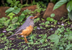 Turdus tephronotus