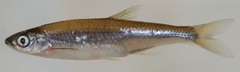 Notropis amoenus