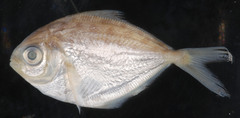 Peprilus triacanthus