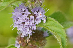 Mentha × verticillata