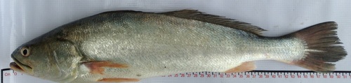Orangemouth corvina (Cynoscion xanthulus) — Sciaenidae