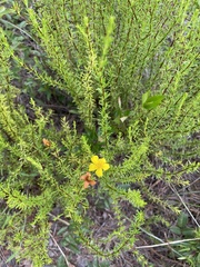 Hypericum tenuifolium