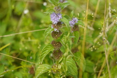 Mentha × verticillata