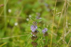Mentha × verticillata