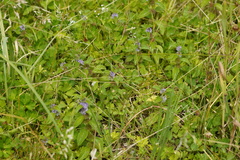 Mentha × verticillata