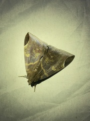 Pindara illibata
