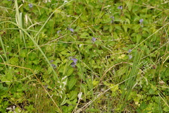 Mentha × verticillata