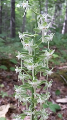 Platanthera macrophylla