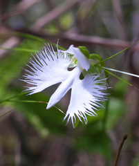 Pecteilis radiata