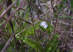 Pecteilis radiata