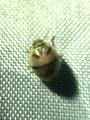 Hemisphaerius signifer