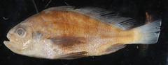 Larimus fasciatus