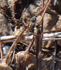 Stenopogon