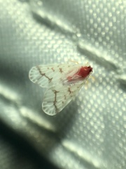 Saccharodite coccinea