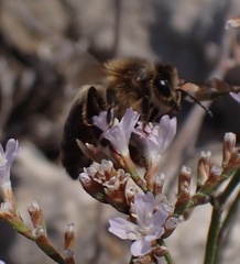 Apis mellifera