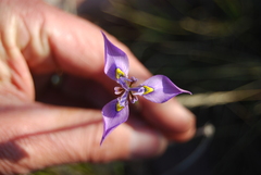 Moraea algoensis