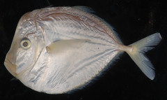Selene setapinnis
