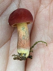 Boletus fraternus
