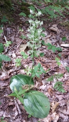 Platanthera macrophylla
