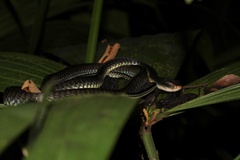 Chironius flavopictus