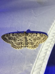 Percnia fumidaria