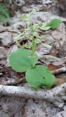 Neottia convallarioides