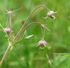 Geum triflorum ciliatum